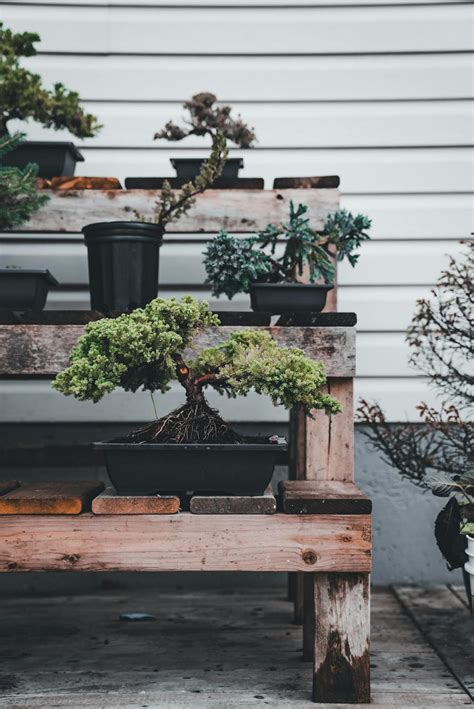 大葉植物室外